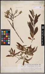 Salix aurita L. x Salix viminalis L.